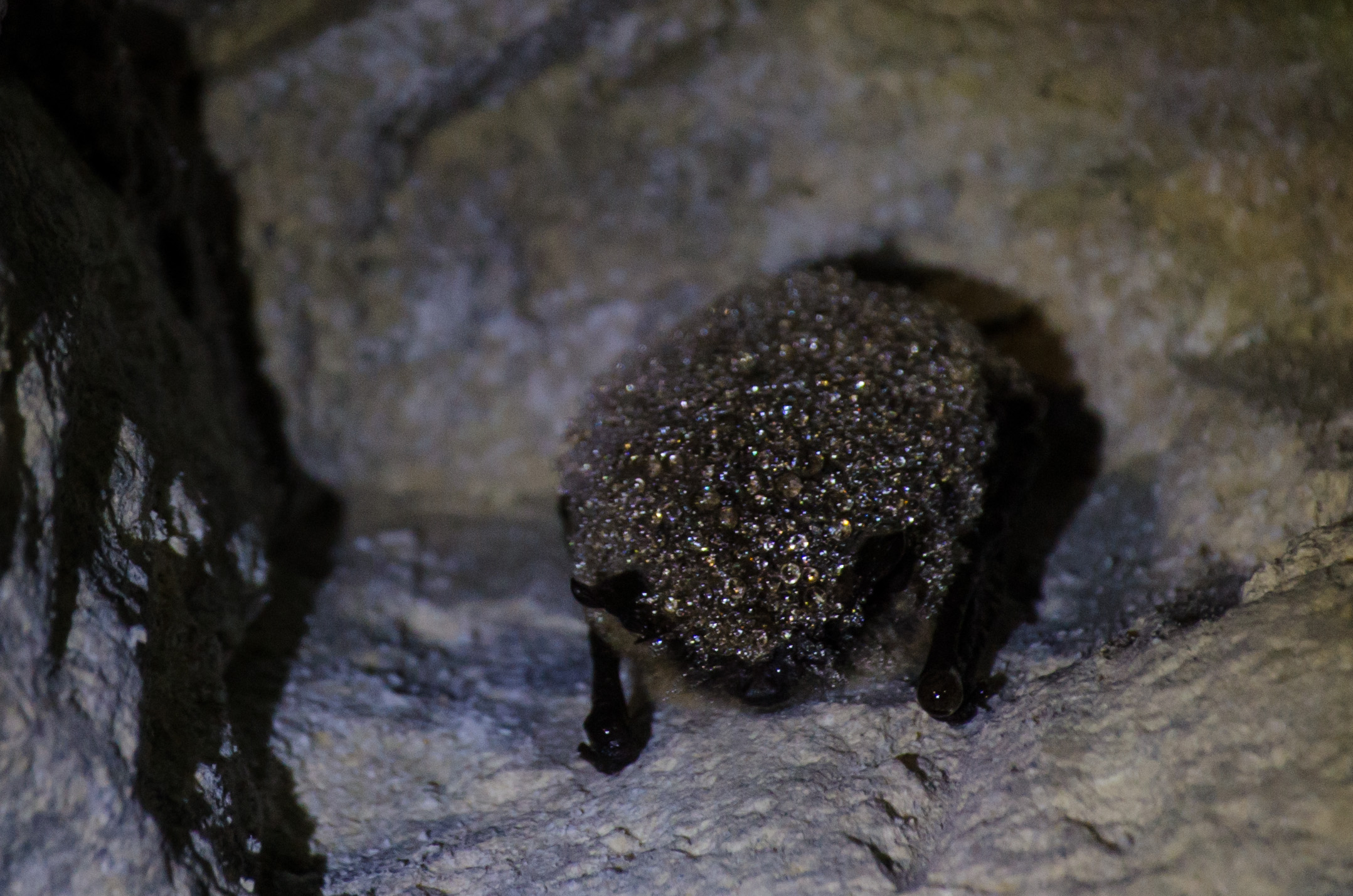 Myotis Mystacinus Sous tes reins