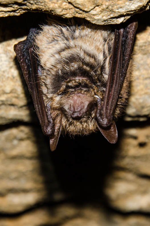 Myotis Emarginatus Sous tes reins
