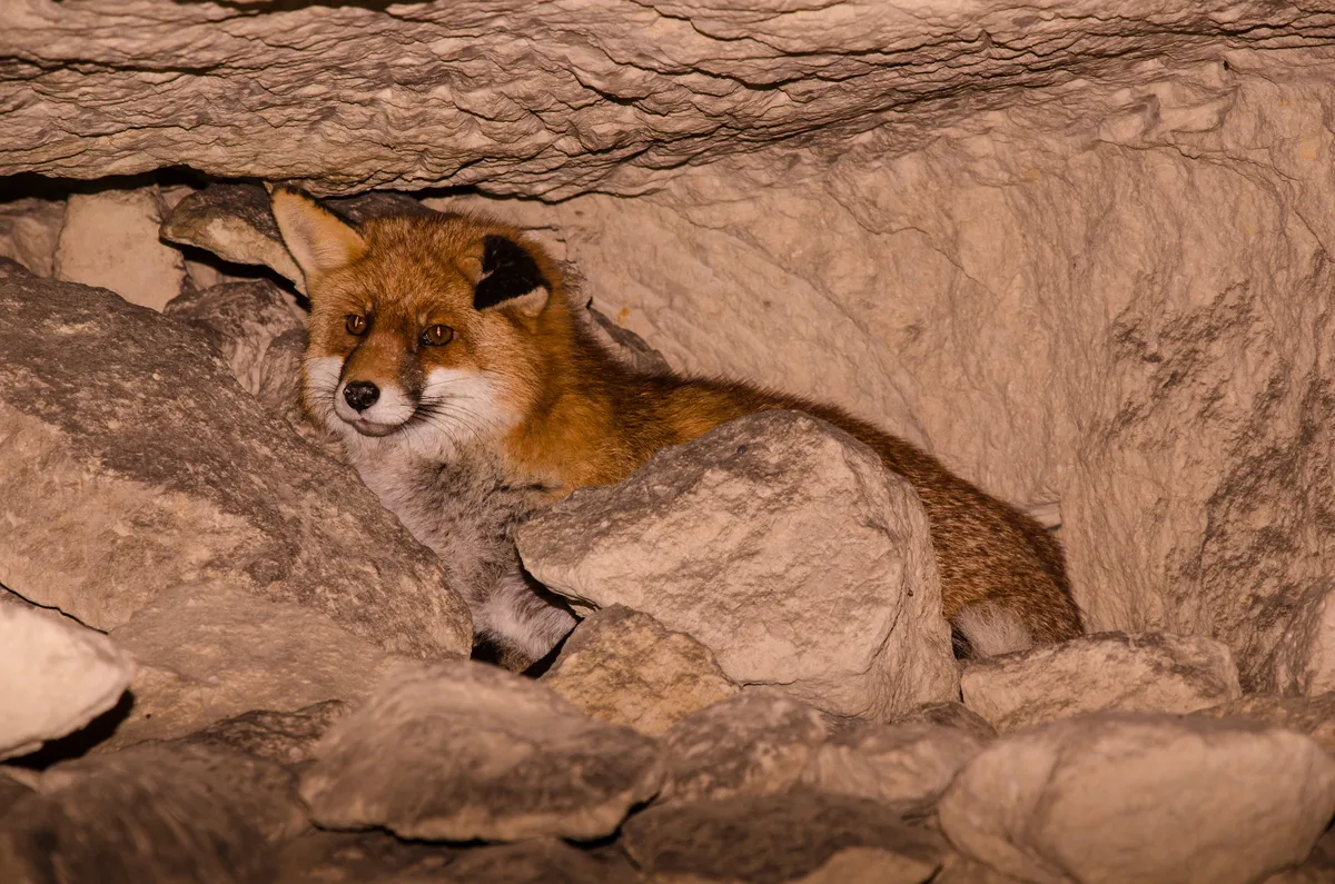 Animalia