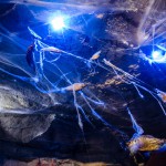 des poissons en suspension dans les catacombes